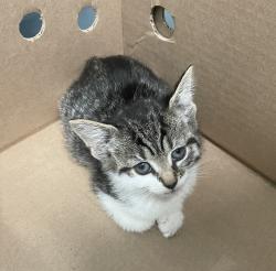 Shelter Stray Male Cat last seen Near 76th Street, BROOKLYN, NY, 11214, 326 E 110th St, New York, NY 10029, USA