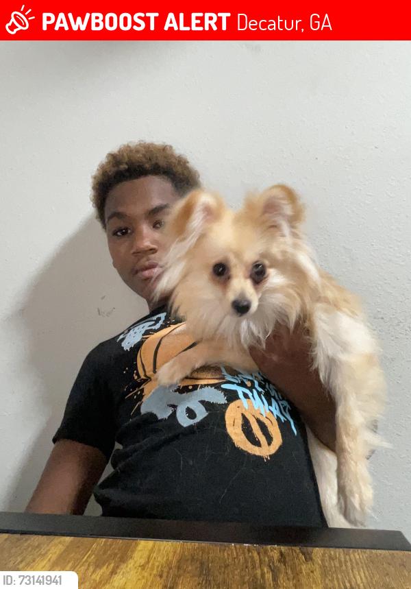 Lost Male Dog last seen Near flt shoals rd building Q, Decatur, GA 30034