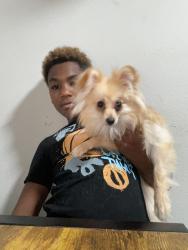 Lost Male Dog last seen Near flt shoals rd building Q, Decatur, GA 30034