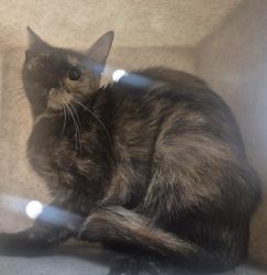 Shelter Stray Female Cat last seen Near Demille Place, RALEIGH, NC, 27610, 820 Beacon Lake Dr, Raleigh, NC 27610, USA