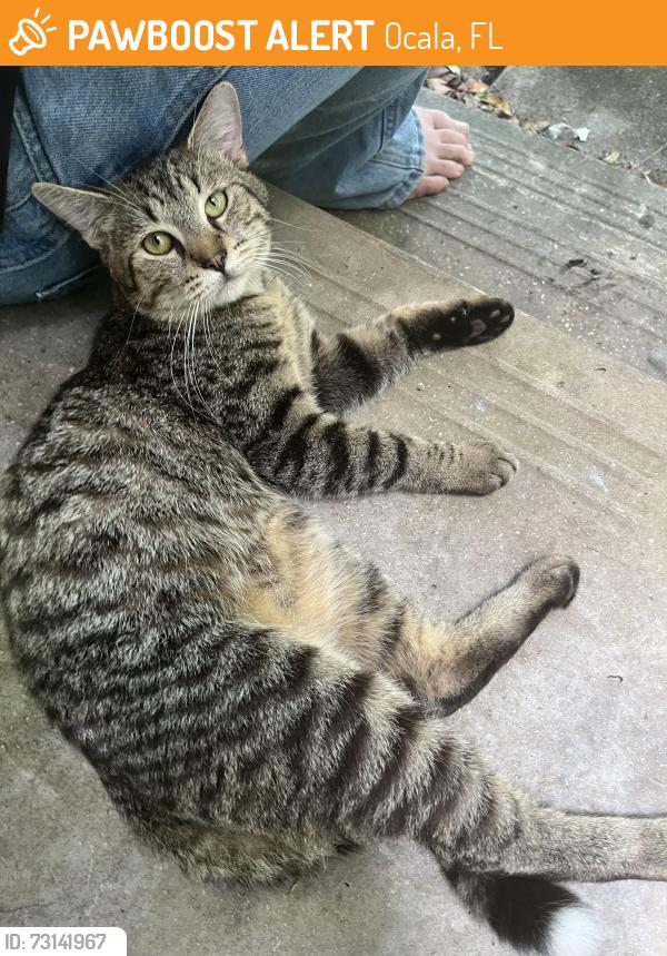 Found/Stray Male Cat last seen Nowhere Bar, Ocala, FL 34476