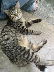 Found/Stray Male Cat last seen Nowhere Bar, Ocala, FL 34476