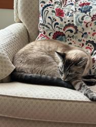 Reunited Male Cat last seen Braemar and St. Paul’s north vancouver, North Vancouver, BC V7N 1T2