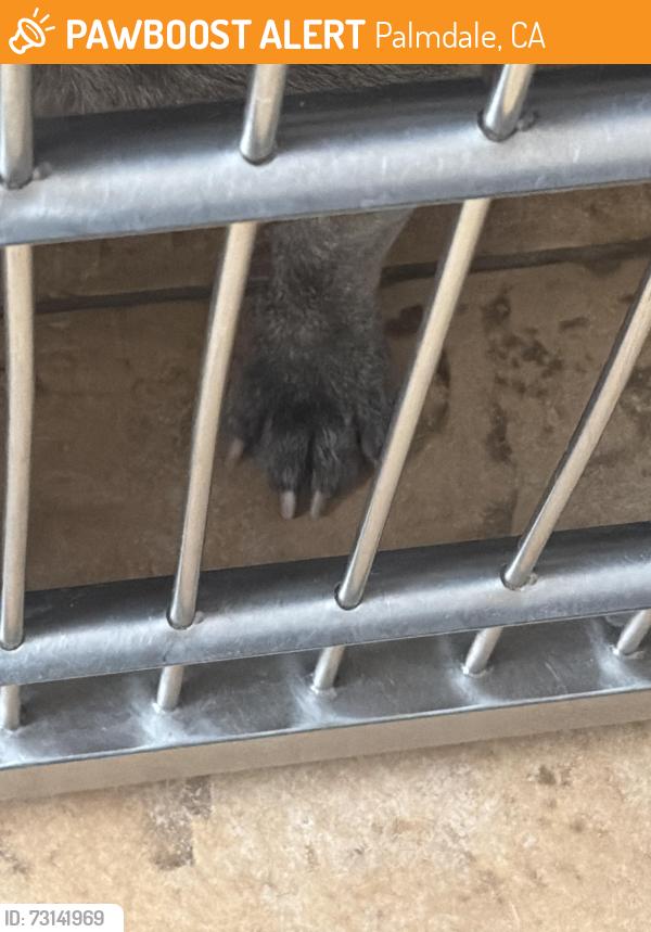 Found/Stray Male Dog last seen near rancho vista starbucks, Palmdale, CA 93551