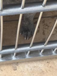 Found/Stray Male Dog last seen near rancho vista starbucks, Palmdale, CA 93551
