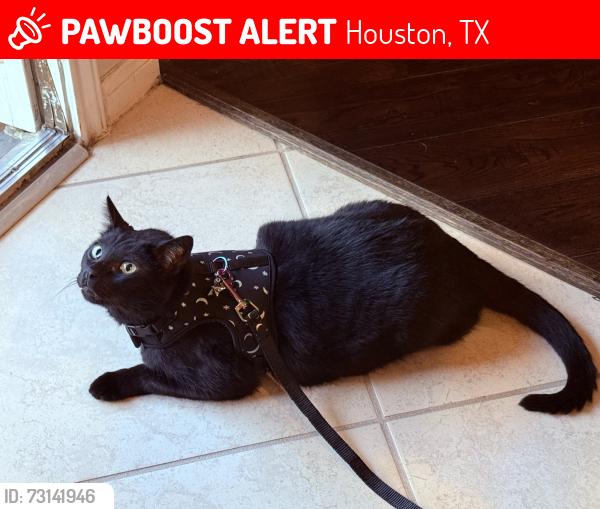 Lost Male Cat last seen Briargreen Enclave, Houston, TX 77082