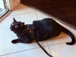 Lost Male Cat last seen Briargreen Enclave, Houston, TX 77082