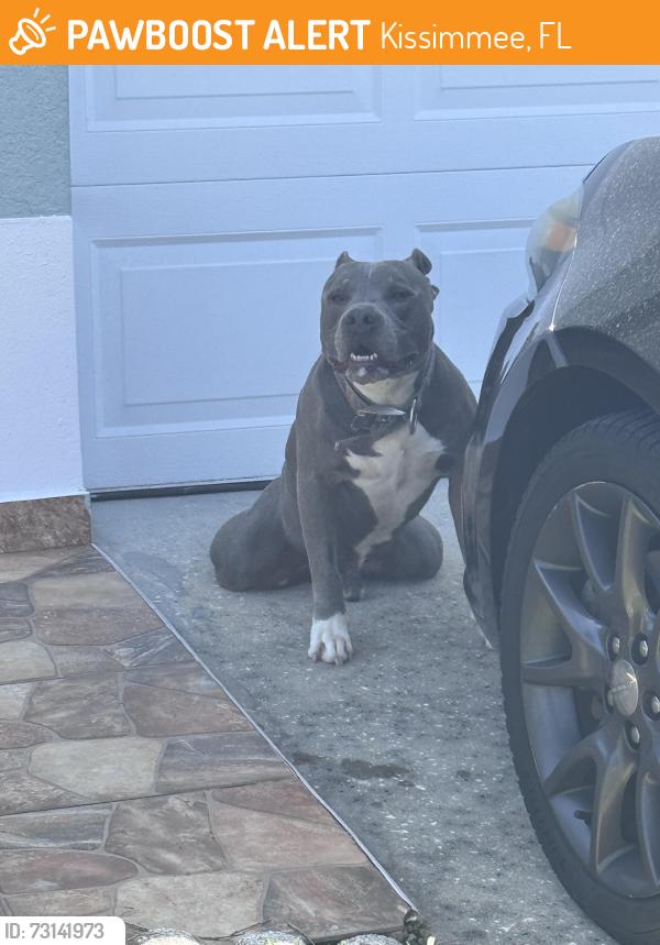 Found/Stray Male Dog last seen Kissimmee, Kissimmee, FL 34743