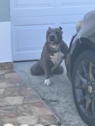 Found/Stray Male Dog last seen Kissimmee, Kissimmee, FL 34743