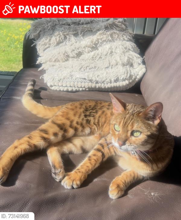Lost Female Cat last seen Menlove Avenue, Merseyside, England L18 2EL