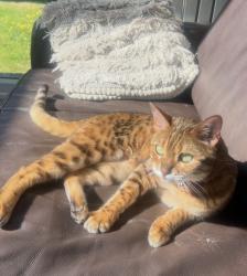 Lost Female Cat last seen Menlove Avenue, Merseyside, England L18 2EL