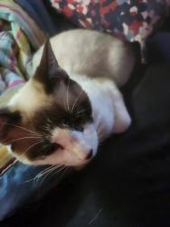 Lost Male Cat last seen Blanding Blvd, Lakeside, FL 32065