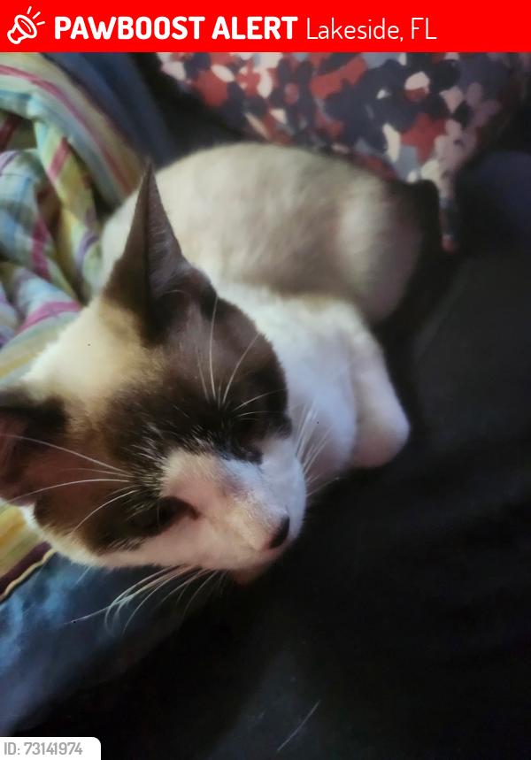 Lost Male Cat last seen Blanding Blvd, Lakeside, FL 32065