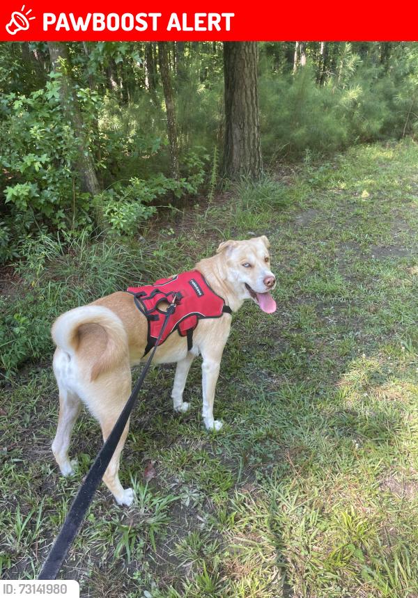 Lost Female Dog last seen Butternut Rd, Dorchester County, SC 29483
