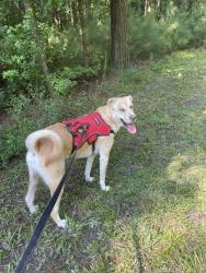 Lost Female Dog last seen Butternut Rd, Dorchester County, SC 29483