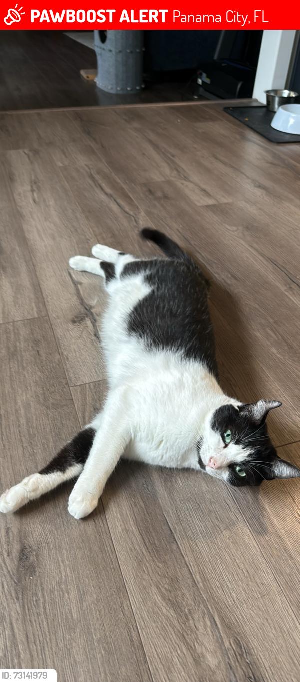 Lost Female Cat last seen Frankford Ave and w 33rd st, Panama City, FL 32405