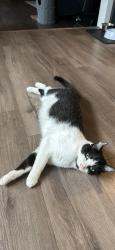 Lost Female Cat last seen Frankford Ave and w 33rd st, Panama City, FL 32405