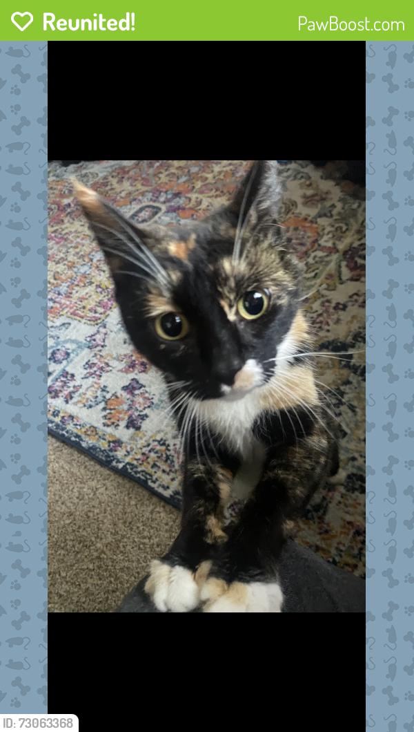Reunited Female Cat last seen Old military rd, Lakewood, WA 98498