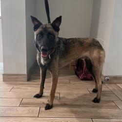 Shelter Stray Male Dog last seen , 1013 Garfield St, Oak Park, IL 60304, USA