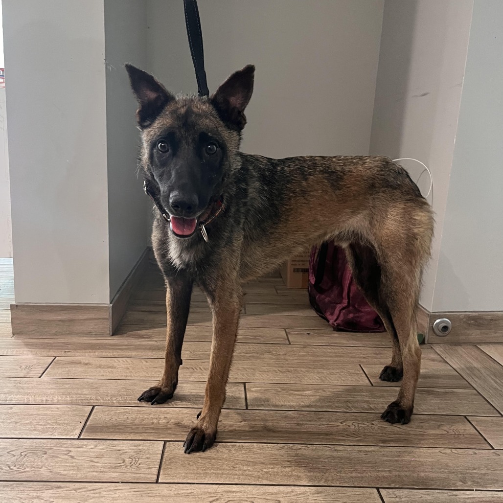 Shelter Stray Male Dog last seen , 1013 Garfield St, Oak Park, IL 60304, USA