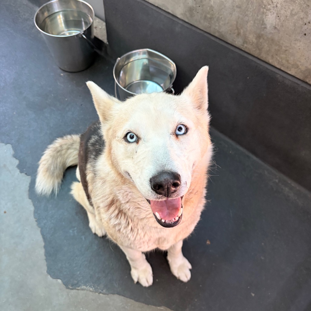 Shelter Stray Female Dog last seen , 361 S Raymond Ave, Pasadena, CA 91105, USA