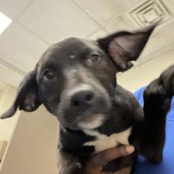 Shelter Stray Female Dog last seen , 2350 Appling City Cove, Memphis, TN 38133, USA