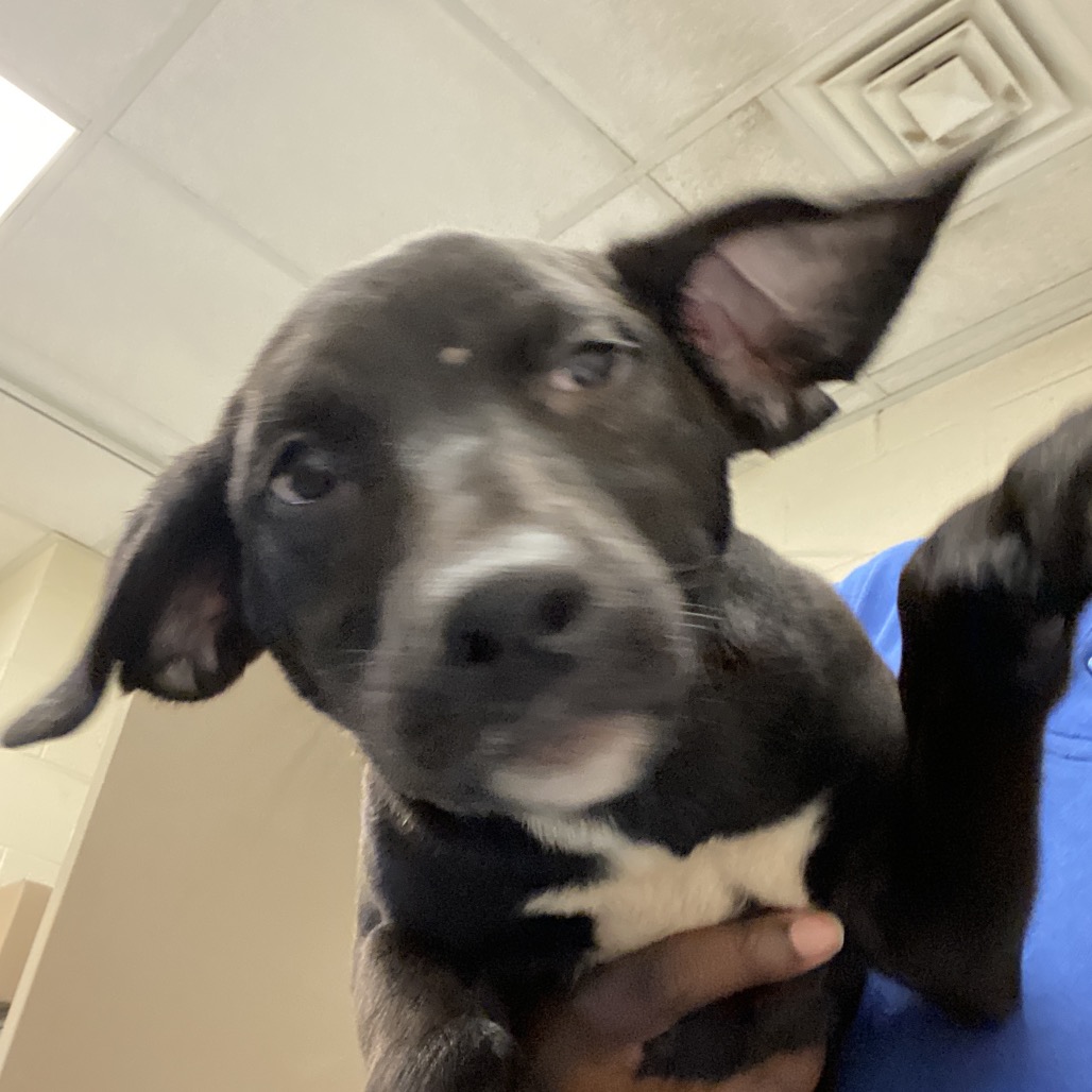Shelter Stray Female Dog last seen , 2350 Appling City Cove, Memphis, TN 38133, USA