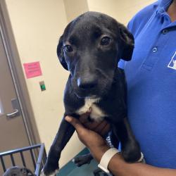 Shelter Stray Female Dog last seen , 2350 Appling City Cove, Memphis, TN 38133, USA