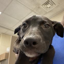 Shelter Stray Female Dog last seen , 2350 Appling City Cove, Memphis, TN 38133, USA