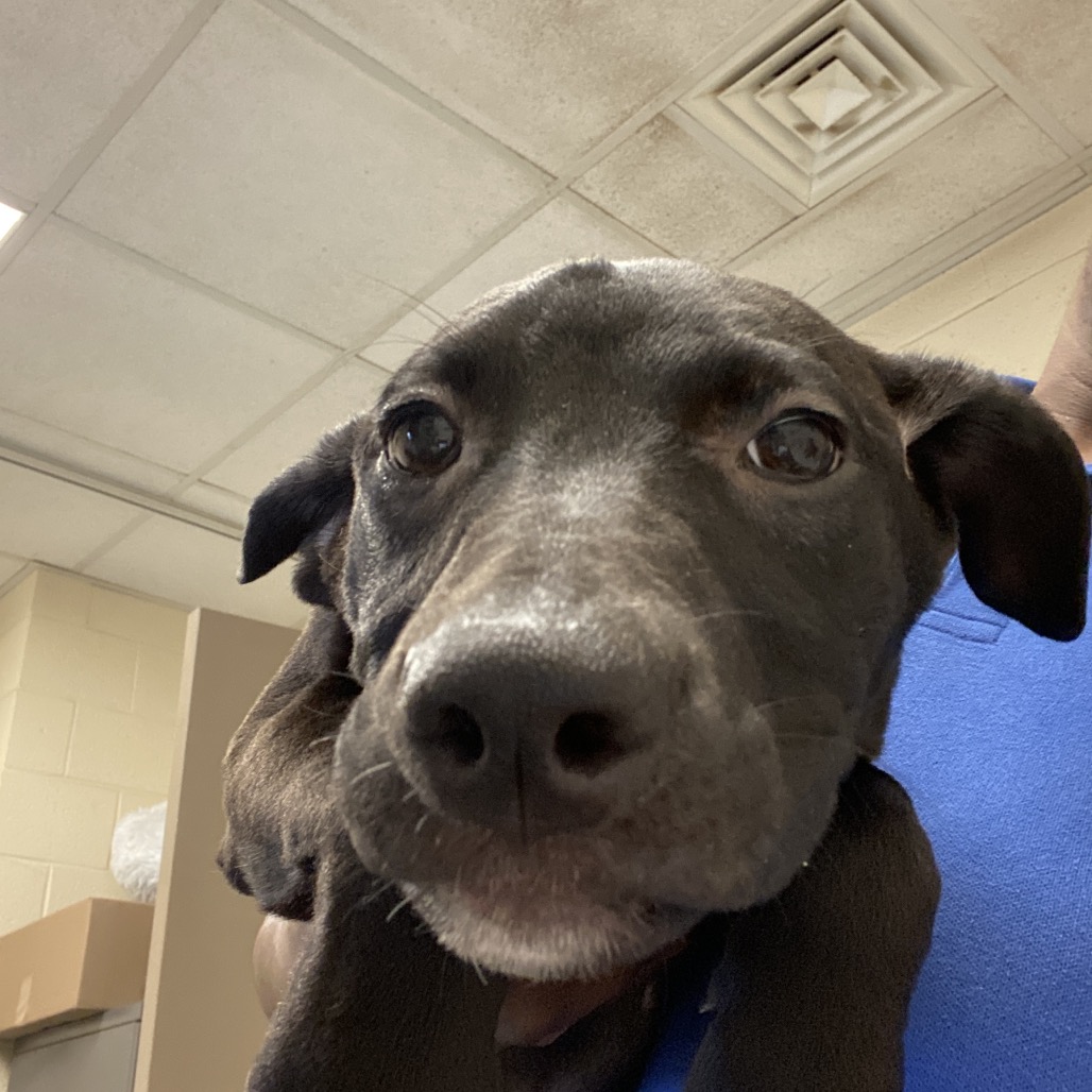 Shelter Stray Female Dog last seen , 2350 Appling City Cove, Memphis, TN 38133, USA