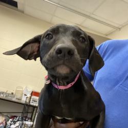 Shelter Stray Female Dog last seen , 2350 Appling City Cove, Memphis, TN 38133, USA