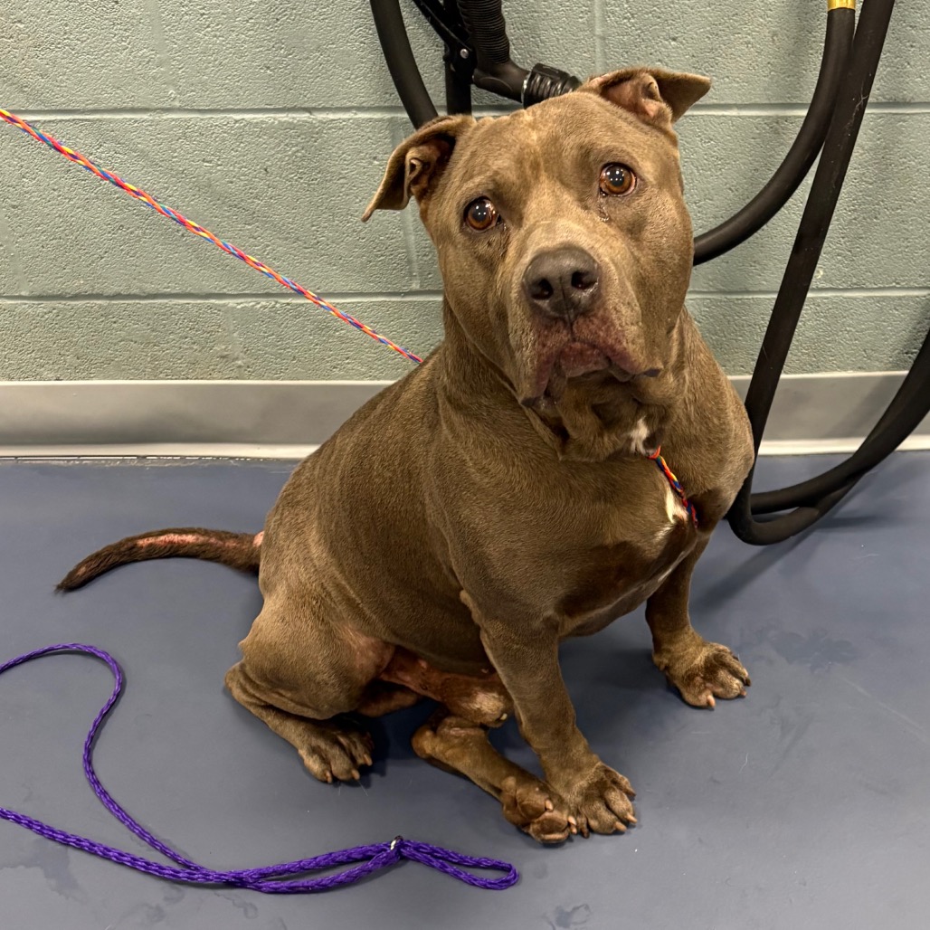 Shelter Stray Male Dog last seen , 980 Guilford College Rd, Greensboro, NC 27409, USA