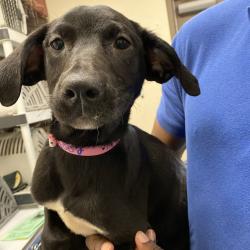 Shelter Stray Female Dog last seen , 2350 Appling City Cove, Memphis, TN 38133, USA