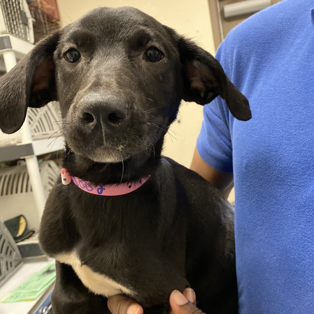 Shelter Stray Female Dog last seen , 2350 Appling City Cove, Memphis, TN 38133, USA