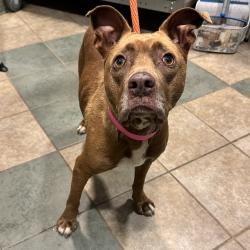 Shelter Stray Female Dog last seen , 4500 N Access Rd, Chattanooga, TN 37415, USA