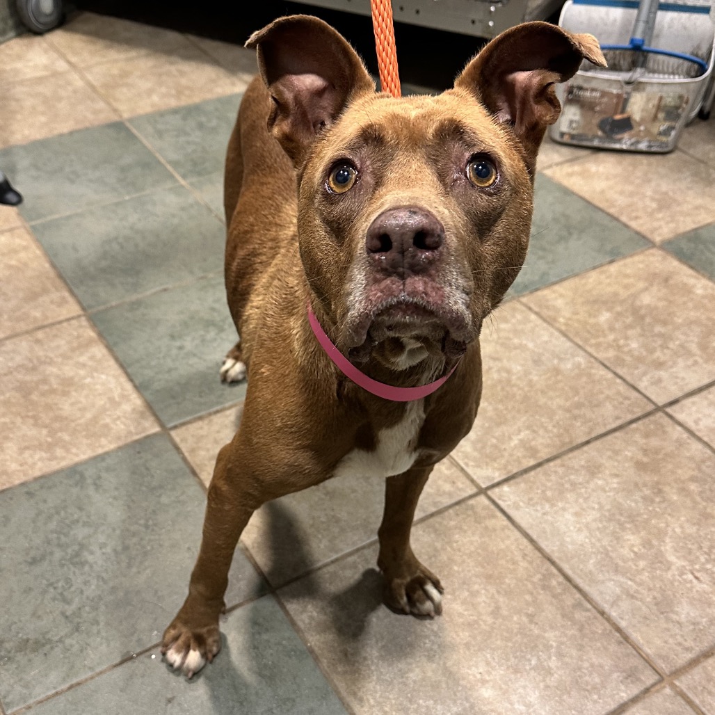 Shelter Stray Female Dog last seen , 4500 N Access Rd, Chattanooga, TN 37415, USA