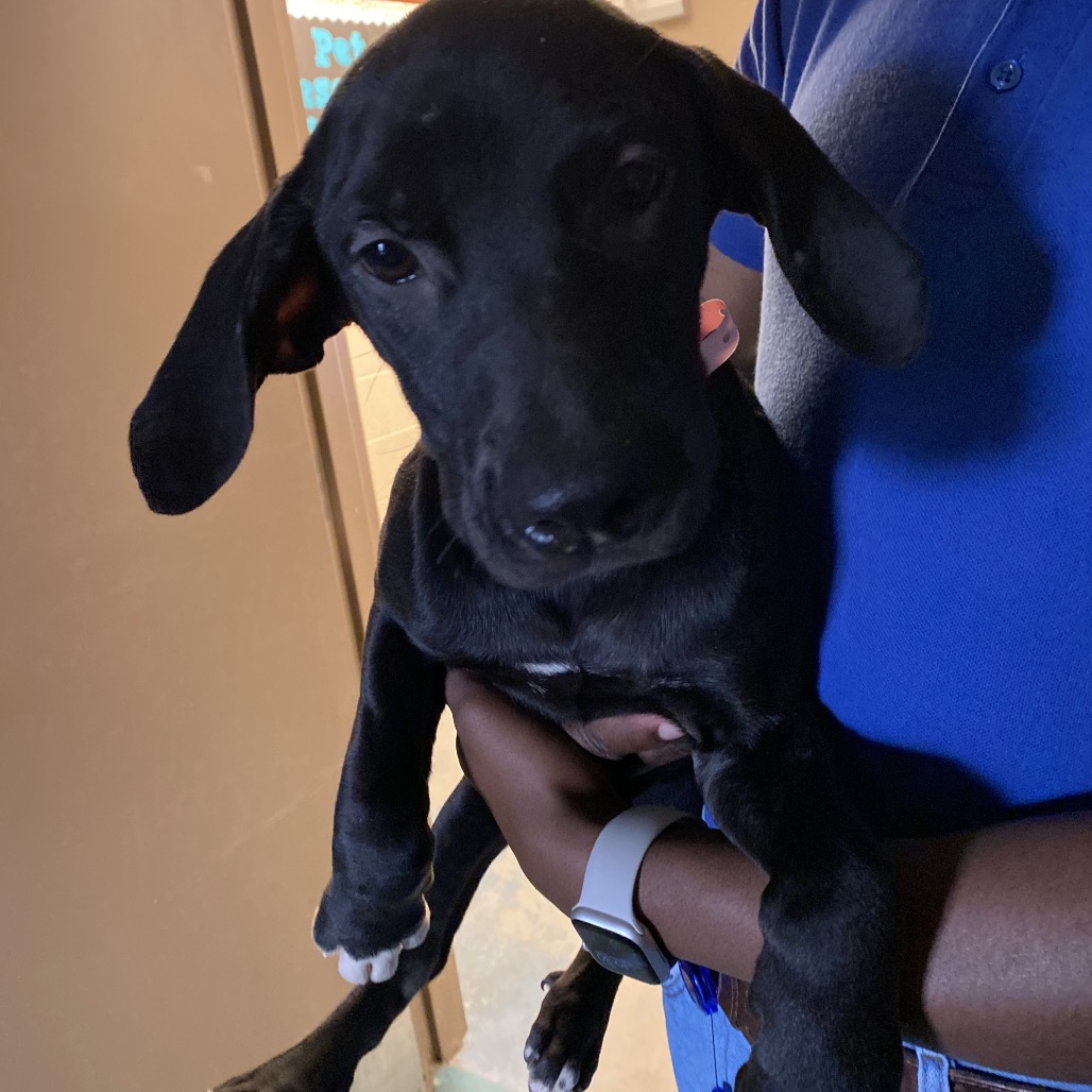 Shelter Stray Female Dog last seen , 2350 Appling City Cove, Memphis, TN 38133, USA