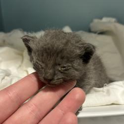 Shelter Stray Unknown Cat last seen , 4500 N Access Rd, Chattanooga, TN 37415, USA