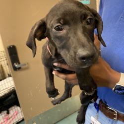 Shelter Stray Female Dog last seen , 2350 Appling City Cove, Memphis, TN 38133, USA