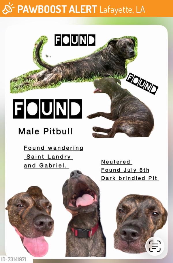 Found/Stray Male Dog last seen saint laundry and gabriel, Lafayette, LA 70506