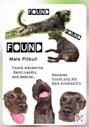 Found/Stray Male Dog last seen saint laundry and gabriel, Lafayette, LA 70506