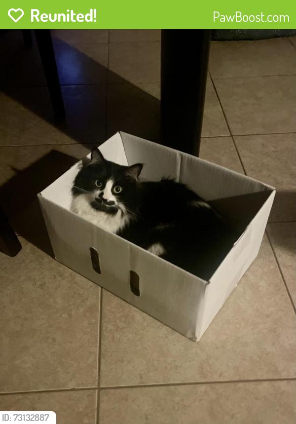 Reunited Female Cat last seen Red Bud Trail and W Shady Oaks Circle, Shady Shores, TX 76208