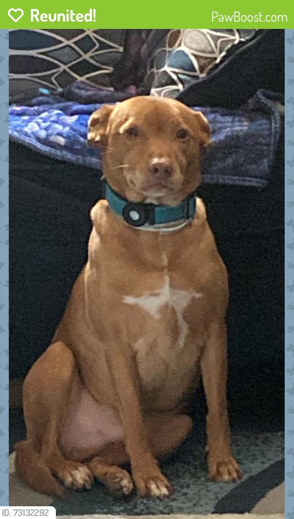 Reunited Male Dog last seen Hazelwood, Clarksville, TN 37042