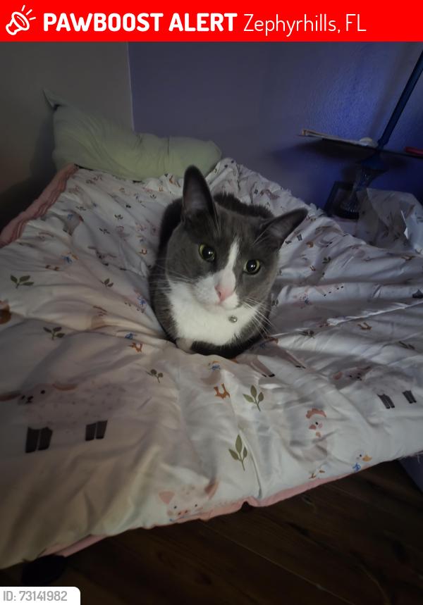 Lost Male Cat last seen Near Marie drive, Zephyrhills, FL 33541