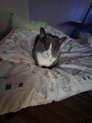 Lost Male Cat last seen Near Marie drive, Zephyrhills, FL 33541