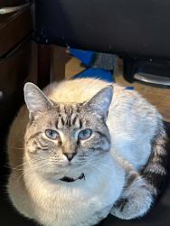 Reunited Male Cat last seen Stirling Rd, Langholm Dr, & Harris Rd, Nashua, NH 03062