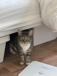 Reunited Female Cat last seen Houndshaven Way and Moundhaven Ct, San Jose, CA 95111