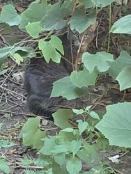Reunited Male Cat last seen Farley and Lyndon Redford twp East of Beech, North of Kendal, Redford Township, MI 48239