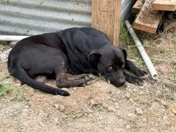 Found/Stray Male Dog last seen Fern st, Houston, TX 77429