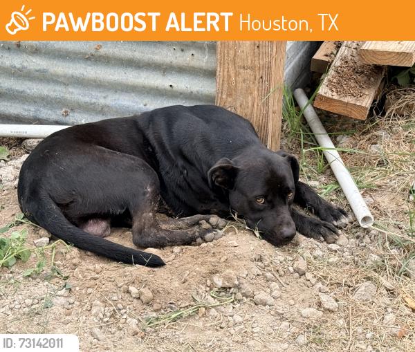 Found/Stray Male Dog last seen Fern st, Houston, TX 77429